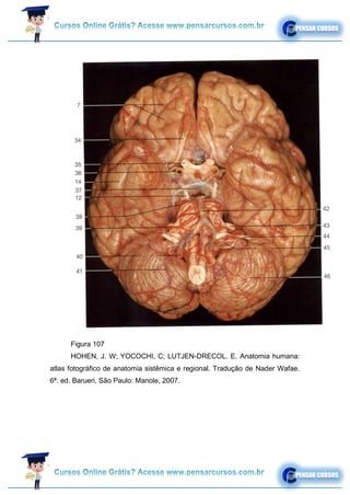Figura 107
HOHEN, J. W; YOCOCHI, C; LUTJEN-DRECOL. E. Anatomia humana:
atlas fotográfico de anatomia sistêmica e regional. Tradução de Nader Wafae.
6ª. ed. Barueri, São Paulo: Manole, 2007.
 