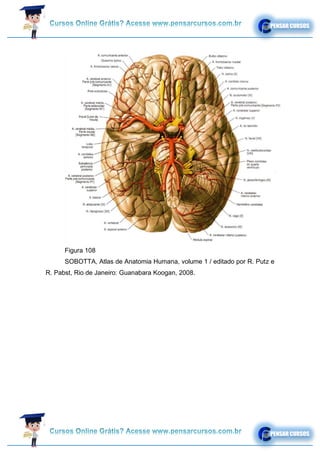 Figura 108
SOBOTTA, Atlas de Anatomia Humana, volume 1 / editado por R. Putz e
R. Pabst, Rio de Janeiro: Guanabara Koogan, 2008.
 