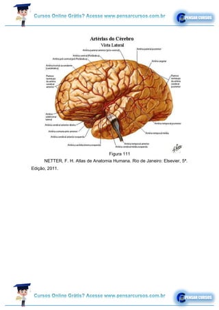 NETTER, F. H. Atlas de Anatomia Humana. Rio de Janeiro: Elsevier, 5ª.
Edição, 2011.
Figura 111
 