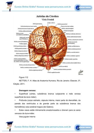Figura 112
NETTER, F. H. Atlas de Anatomia Humana. Rio de Janeiro: Elsevier, 5ª.
Edição, 2011.
Drenagem venosa:
• Superficial (córtex, substância branca subjacente e rede venosa
superficial da dura máter).
• Profunda (corpo estriado, cápsula interna, maior parte do diencéfalo, da
parede dos ventrículos e de grande parte da substância branca dos
hemisférios) veia cerebral magna (de Galeno).
• Estes vasos estão intimamente anastomosados e drenam para os seios
venosos da dura-máter.
Veia jugular interna
 