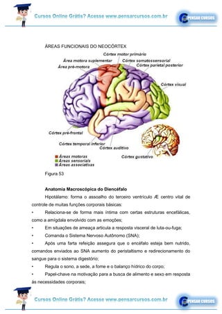 ÁREAS FUNCIONAIS DO NEOCÓRTEX
Figura 53
Anatomia Macroscópica do Diencéfalo
Hipotálamo: forma o assoalho do terceiro ventrículo Æ centro vital de
controle de muitas funções corporais básicas:
• Relaciona-se de forma mais íntima com certas estruturas encefálicas,
como a amígdala envolvido com as emoções;
• Em situações de ameaça articula a resposta visceral de luta-ou-fuga;
• Comanda o Sistema Nervoso Autônomo (SNA);
• Após uma farta refeição assegura que o encéfalo esteja bem nutrido,
comandos enviados ao SNA aumento do peristaltismo e redirecionamento do
sangue para o sistema digestório;
• Regula o sono, a sede, a fome e o balanço hídrico do corpo;
• Papel-chave na motivação para a busca de alimento e sexo em resposta
às necessidades corporais;
 