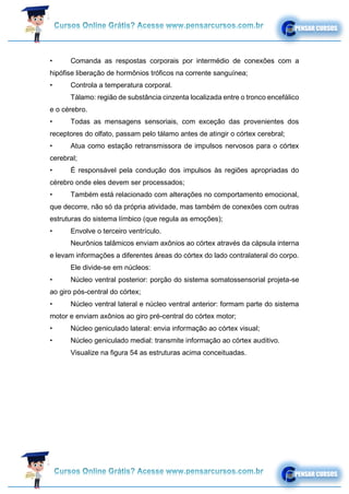 • Comanda as respostas corporais por intermédio de conexões com a
hipófise liberação de hormônios tróficos na corrente sanguínea;
• Controla a temperatura corporal.
Tálamo: região de substância cinzenta localizada entre o tronco encefálico
e o cérebro.
• Todas as mensagens sensoriais, com exceção das provenientes dos
receptores do olfato, passam pelo tálamo antes de atingir o córtex cerebral;
• Atua como estação retransmissora de impulsos nervosos para o córtex
cerebral;
• É responsável pela condução dos impulsos às regiões apropriadas do
cérebro onde eles devem ser processados;
• Também está relacionado com alterações no comportamento emocional,
que decorre, não só da própria atividade, mas também de conexões com outras
estruturas do sistema límbico (que regula as emoções);
• Envolve o terceiro ventrículo.
Neurônios talâmicos enviam axônios ao córtex através da cápsula interna
e levam informações a diferentes áreas do córtex do lado contralateral do corpo.
Ele divide-se em núcleos:
• Núcleo ventral posterior: porção do sistema somatossensorial projeta-se
ao giro pós-central do córtex;
• Núcleo ventral lateral e núcleo ventral anterior: formam parte do sistema
motor e enviam axônios ao giro pré-central do córtex motor;
• Núcleo geniculado lateral: envia informação ao córtex visual;
• Núcleo geniculado medial: transmite informação ao córtex auditivo.
Visualize na figura 54 as estruturas acima conceituadas.
 