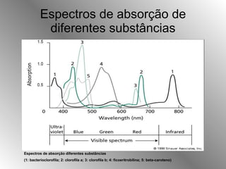 Espectros de absorção de diferentes substâncias Espectros de absorção diferentes substâncias (1: bacterioclorofila; 2: clorofila a; 3: clorofila b; 4: ficoeritrobilina; 5: beta-caroteno)   