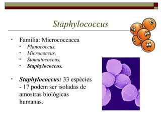 Staphylococcus
• Família: Micrococcacea
• Planococcus,
• Micrococcus,
• Stomatococcus,
• Staphylococcus.
• Staphylococcus: 33 espécies
- 17 podem ser isoladas de
amostras biológicas
humanas.
 