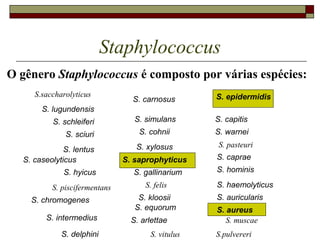 Staphylococcus
O gênero Staphylococcus é composto por várias espécies:
S. lugundensis
S. schleiferi
S. sciuri
S. lentus
S. caseolyticus
S. hyicus
S. chromogenes
S. intermedius
S. delphini
S. carnosus
S. simulans
S. cohnii
S. xylosus
S. saprophyticus
S. gallinarium
S. kloosii
S. equorum
S. arlettae
S. epidermidis
S. capitis
S. warnei
S. caprae
S. hominis
S. aureus
S. auricularis
S. haemolyticus
S.pulvereri
S.saccharolyticus
S. pasteuri
S. felis
S. muscae
S. piscifermentans
S. vitulus
 