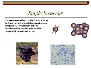 Staphylococcus
.
Cocos Gram-positivos medindo 0,5 a 1,5 mm
de diâmetro, imóveis, catalase positiva, não
esporulados, aeróbios facultativos,
usualmente ocorrem em aglomerados
característicos (cacho de uvas).
 