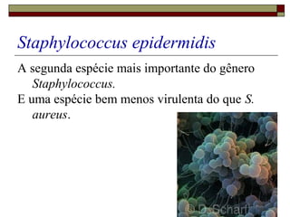 Staphylococcus epidermidis
A segunda espécie mais importante do gênero
Staphylococcus.
E uma espécie bem menos virulenta do que S.
aureus.
 