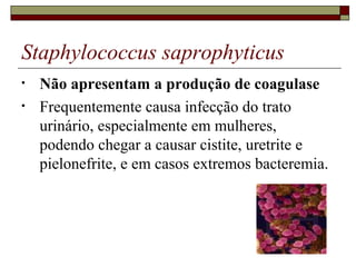 Staphylococcus saprophyticus
• Não apresentam a produção de coagulase
• Frequentemente causa infecção do trato
urinário, especialmente em mulheres,
podendo chegar a causar cistite, uretrite e
pielonefrite, e em casos extremos bacteremia.
 