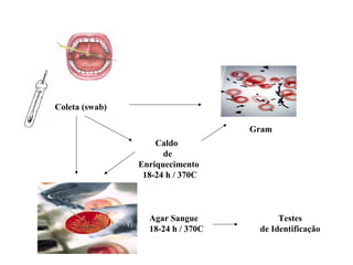 Coleta (swab)
Gram
Agar Sangue
18-24 h / 370C
Testes
de Identificação
Caldo
de
Enriquecimento
18-24 h / 370C
 