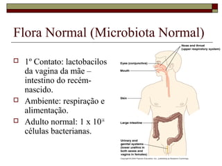 Flora Normal (Microbiota Normal)
 1º Contato: lactobacilos
da vagina da mãe –
intestino do recém-
nascido.
 Ambiente: respiração e
alimentação.
 Adulto normal: 1 x 1014
células bacterianas.
 