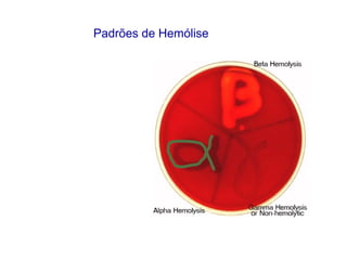 Padrões de Hemólise
 