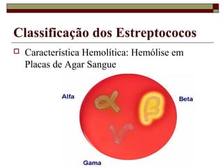 Classificação dos Estreptococos
 Característica Hemolítica: Hemólise em
Placas de Agar Sangue
 
