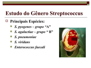 Estudo do Gênero Streptococcus
 Principais Espécies:
 S. pyogenes – grupo “A”
 S. agalactiae – grupo “ B”
 S. pneumoniae
 S. viridans
 Enterococcus faecali
 