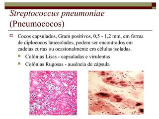 Streptococcus pneumoniae
(Pneumococos)
 Cocos capsulados, Gram positivos, 0,5 - 1,2 mm, em forma
de diplococos lanceolados, podem ser encontrados em
cadeias curtas ou ocasionalmente em células isoladas.
 Colônias Lisas - capsuladas e virulentas
 Colônias Rugosas - ausência de cápsula
 