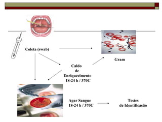 Coleta (swab)
Gram
Agar Sangue
18-24 h / 370C
Testes
de Identificação
Caldo
de
Enriquecimento
18-24 h / 370C
 