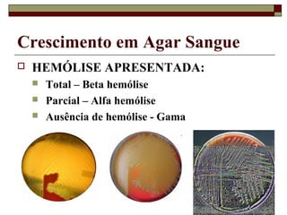 Crescimento em Agar Sangue
 HEMÓLISE APRESENTADA:
 Total – Beta hemólise
 Parcial – Alfa hemólise
 Ausência de hemólise - Gama
 