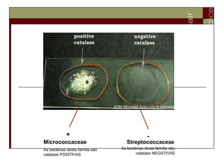 Micrococcaceae
+
As bactérias desta família são
catalase POSITIVAS
Streptococcaceae
-
As bactérias desta família são
catalase NEGATIVAS
 