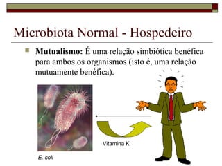 Microbiota Normal - Hospedeiro
 Mutualismo: É uma relação simbiótica benéfica
para ambos os organismos (isto é, uma relação
mutuamente benéfica).
E. coli
Vitamina K
 