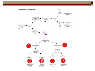 SEQUENCIA DIAGNOSTICA
STAPHYLOCOCCUS
STREPTOCOCCUS
 