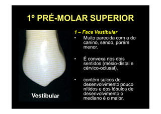1º PRÉ-MOLAR SUPERIOR
1 – Face Vestibular
• Muito parecida com a do
canino, sendo, porém
menor.
• É convexa nos dois
sentidos (mésio-distal e
cérvico-oclusal),
• contém sulcos de
desenvolvimento pouco
nítidos e dos lóbulos de
desenvolvimento o
mediano é o maior.
 
