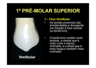 1º PRÉ-MOLAR SUPERIOR
1 – Face Vestibular
• As bordas proximais são
arredondadas e divergente
em direção à face oclusal
ou borda livre;
• A borda livre contém duas
arestas, a mesial que é
mais curta e menos
inclinada, e a distal que é
mais longa e também mais
inclinada.
 