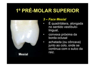 1º PRÉ-MOLAR SUPERIOR
3 – Face Mesial
• É quadrilátera, alongada
no sentido vestíbulo-
lingual,
• convexa próxima da
borda oclusal
• achatada (ou côncava)
junto ao colo, onde se
continua com o sulco da
raiz.
 