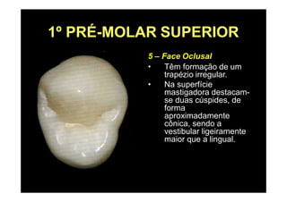 1º PRÉ-MOLAR SUPERIOR
5 – Face Oclusal
• Têm formação de um
trapézio irregular.
• Na superfície
mastigadora destacam-
se duas cúspides, de
forma
aproximadamente
cônica, sendo a
vestibular ligeiramente
maior que a lingual.
 