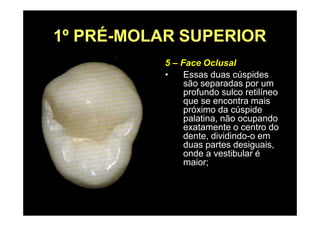1º PRÉ-MOLAR SUPERIOR
5 – Face Oclusal
• Essas duas cúspides
são separadas por um
profundo sulco retilíneo
que se encontra mais
próximo da cúspide
palatina, não ocupando
exatamente o centro do
dente, dividindo-o em
duas partes desiguais,
onde a vestibular é
maior;
 