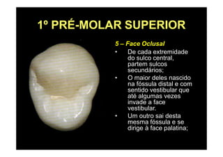 1º PRÉ-MOLAR SUPERIOR
5 – Face Oclusal
• De cada extremidade
do sulco central,
partem sulcos
secundários;
• O maior deles nascido
na fóssula distal e com
sentido vestibular que
até algumas vezes
invade a face
vestibular.
• Um outro sai desta
mesma fóssula e se
dirige à face palatina;
 