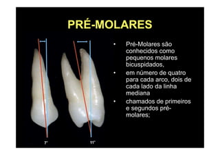 PRÉ-MOLARES
• Pré-Molares são
conhecidos como
pequenos molares
bicuspidados,
• em número de quatro
para cada arco, dois de
cada lado da linha
mediana
• chamados de primeiros
e segundos pré-
molares;
 