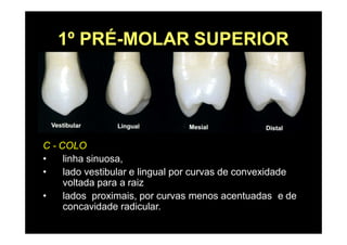 1º PRÉ-MOLAR SUPERIOR
C - COLO
• linha sinuosa,
• lado vestibular e lingual por curvas de convexidade
voltada para a raiz
• lados proximais, por curvas menos acentuadas e de
concavidade radicular.
 