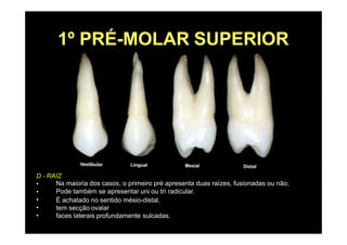 1º PRÉ-MOLAR SUPERIOR
D - RAIZ
•
•
•
•
•
Na maioria dos casos, o primeiro pré apresenta duas raízes, fusionadas ou não;
Pode também se apresentar uni ou tri radicular.
É achatado no sentido mésio-distal,
tem secção ovalar
faces laterais profundamente sulcadas.
 