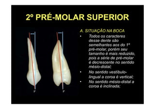2º PRÉ-MOLAR SUPERIOR
A. SITUAÇÃO NA BOCA
•
•
•
Todos os caracteres
desse dente são
semelhantes aos do 1º
pré-molar, porém seu
tamanho é mais reduzido,
pois a série de pré-molar
é decrescente no sentido
mésio-distal;
No sentido vestíbulo-
lingual a coroa é vertical;
No sentido mésio-distal a
coroa é inclinada;
 