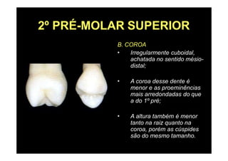 2º PRÉ-MOLAR SUPERIOR
B. COROA
• Irregularmente cuboidal,
achatada no sentido mésio-
distal;
• A coroa desse dente é
menor e as proeminências
mais arredondadas do que
a do 1º pré;
• A altura também é menor
tanto na raiz quanto na
coroa, porém as cúspides
são do mesmo tamanho.
 
