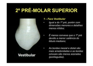 2º PRÉ-MOLAR SUPERIOR
1 – Face Vestibular
• Igual a do 1º pré, porém com
dimensões menores e detalhes
menos nítidos;
• É menos convexa que o 1º pré
devido a menor saliência do
lóbulo mediano;
• As bordas mesial e distal são
mais arredondadas e as bordas
oclusais são menos aceradas
(pontiagudas).
 