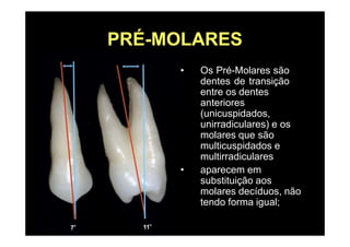 PRÉ-MOLARES
• Os Pré-Molares são
dentes de transição
entre os dentes
anteriores
(unicuspidados,
unirradiculares) e os
molares que são
multicuspidados e
multirradiculares
• aparecem em
substituição aos
molares decíduos, não
tendo forma igual;
 