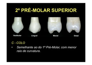 2º PRÉ-MOLAR SUPERIOR
C - COLO
• Semelhante ao do 1º Pré-Molar, com menor
raio de curvatura.
 