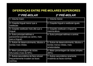 DIFERENÇAS ENTRE PRÉ-MOLARES SUPERIORES
1º PRÉ-MOLAR 2º PRÉ-MOLAR
1. Volume maior. 1. Volume menor.
2. Cúspide lingual menor que a
vestibular.
2. Cúspide lingual e vestibular iguais.
3. Cúspide vestibular mais alta que a
lingual.
3. Cúspide vestibular e lingual da
mesma altura.
4. Sulco principal retilíneo e
paracentral.(paralelo ao centro, mais
para a lingual)
4. Sulco principal retilíneo e central.
5. Sulcos de desenvolvimento, lóbulos e
bordas mais nítidas.
5. Sulcos de desenvolvimento, lóbulos e
bordas menos nítidas, mais
arredondadas.
6. Maior porcentagem de raízes
bifurcadas (mais de 50%).
6. Maior porcentagem de raízes simples
(85%).
7. Sulcos secundários da face oclusal
frequentemente invadem as faces
vizinhas.
7. Sulcos secundários raramente
invadindo as faces vizinhas.
 