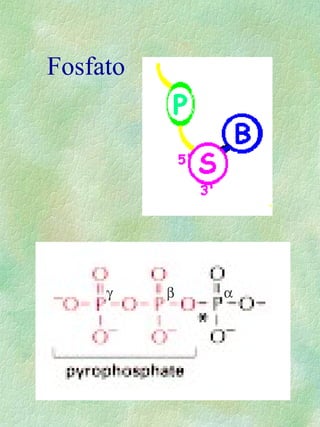 Fosfato
αβγ
 