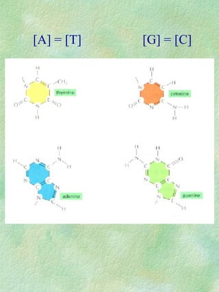 [A] = [T] [G] = [C]
 