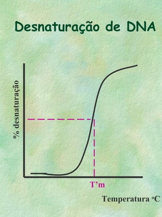 %desnaturação
Temperatura o
C
T’m
Desnaturação de DNA
 