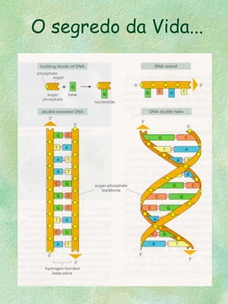 O segredo da Vida...
 