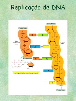 Replicação de DNA
 