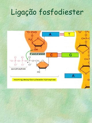 Ligação fosfodiester
 