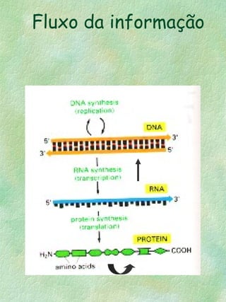 Fluxo da informação
 