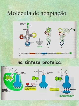 Molécula de adaptação
na síntese proteica.
 