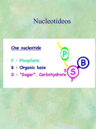 Nucleotídeos
 