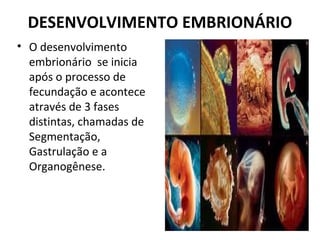 DESENVOLVIMENTO EMBRIONÁRIO
• O desenvolvimento
embrionário se inicia
após o processo de
fecundação e acontece
através de 3 fases
distintas, chamadas de
Segmentação,
Gastrulação e a
Organogênese.
 