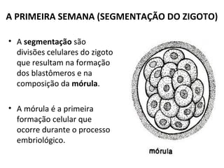 A PRIMEIRA SEMANA (SEGMENTAÇÃO DO ZIGOTO)
• A segmentação são
divisões celulares do zigoto
que resultam na formação
dos blastômeros e na
composição da mórula.
• A mórula é a primeira
formação celular que
ocorre durante o processo
embriológico.
 