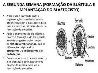 A SEGUNDA SEMANA (FORMAÇÃO DA BLÁSTULA E
IMPLANTAÇÃO DO BLASTOCISTO)
• A blástula é formada após a
segmentação da mórula, sendo
preenchida com a blastocele. Esta
fase é umas das primeiras fases de
formação do embrião.
• Após a segmentação da blástula,
ocorre a formação do blastocisto,
através da gastrulação, onde
os folhetos embrionários, irão se
diferenciar originando a
ectoderma , o mesoderma e o
endoderma.
• Com isso, ocorre o deslocamento e
a implantação do blastocisto na
parede do útero e se inicia a
formação do embrião.
 